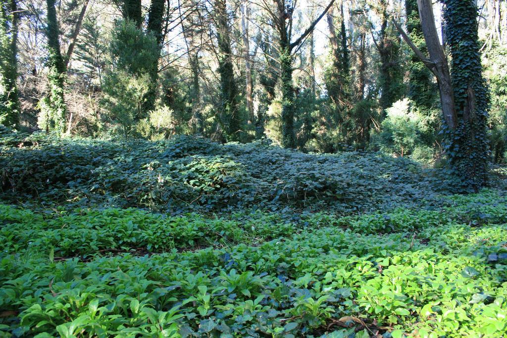 Las Cortaderas Bosque Peralta Ramos Mar del Plata Exterior photo